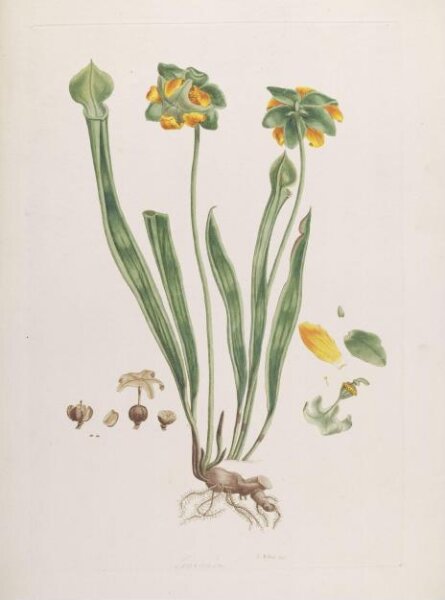 John Miller, Print