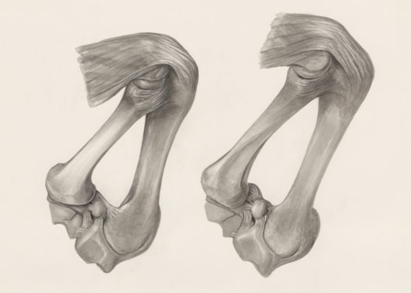H.G Wetselaar, Muscular and bone tissue of the hand or fingers