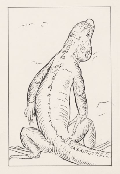 J Tinkelenberg, Iguana seen from above