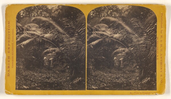 Timothy H. O'Sullivan, View in Tropical Forest.