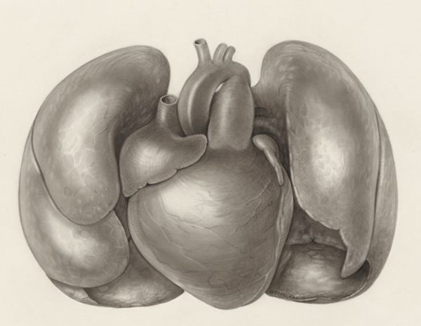 H.G Wetselaar, Heart and adjacent organs