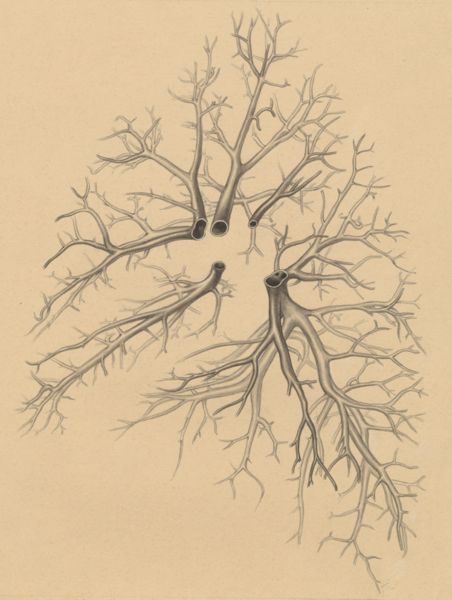 J Tinkelenberg, Bronchi