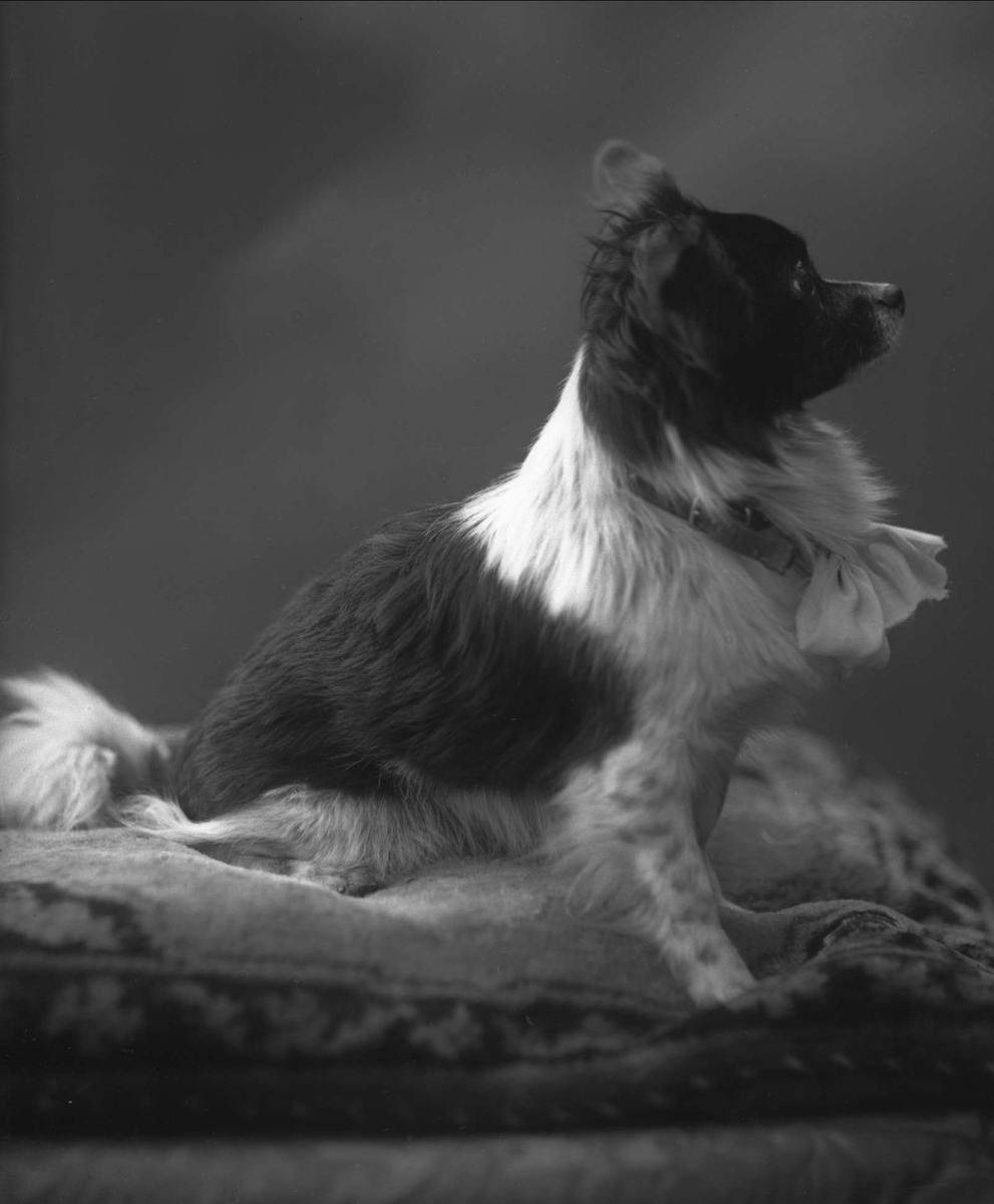Gustav Borgen, Portrett, sittende hund. Kunsthandler Ludvig Wangs hund.
