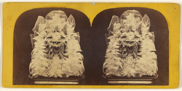 Edward and Henry T. Anthony & Co., Beautiful Study in Skeleton Leaves.