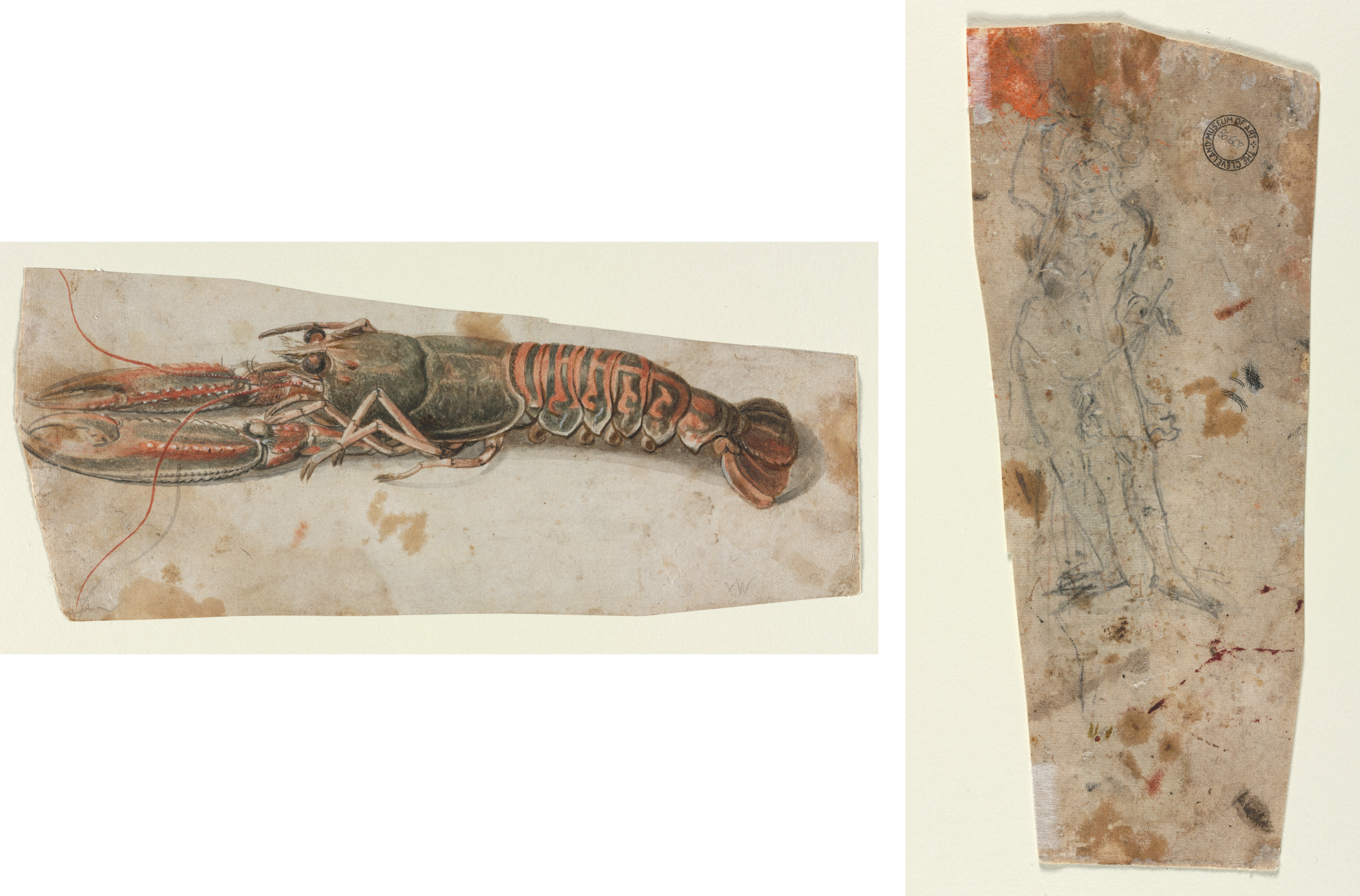 Anonymous, Lobster (recto) Sketch of an Armoured Male Figure (verso)