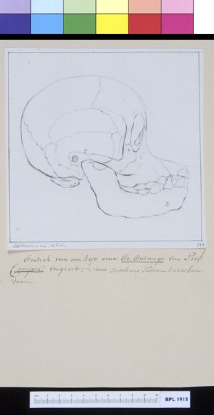 M Houtman, Animals: ape, skull