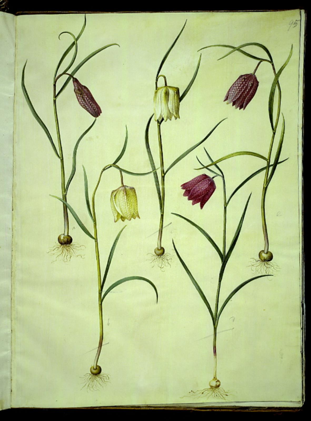 Hans Simon Holtzbecker, Fritillaria meleagris (almindelig vibeæg)