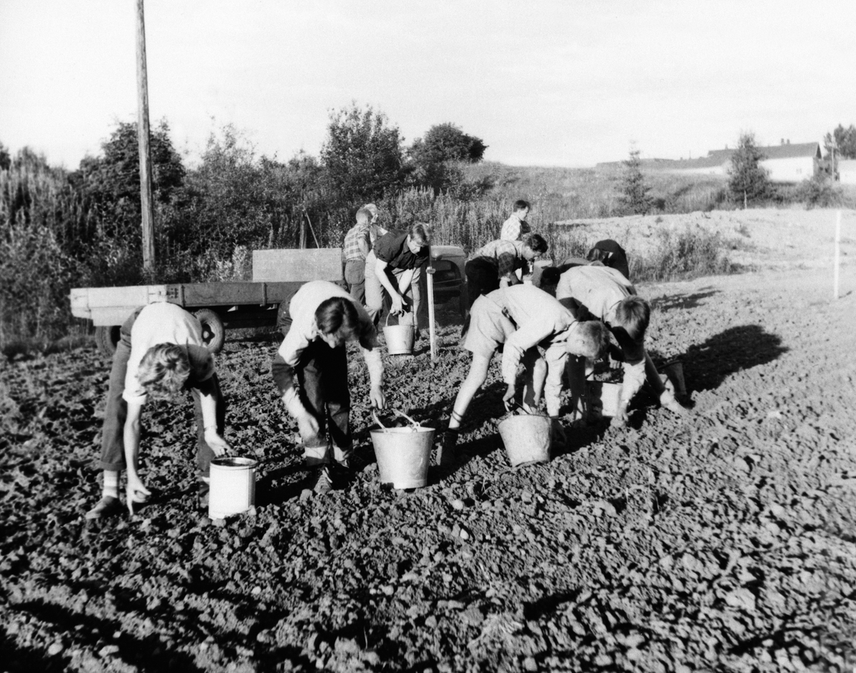 Anno Domkirkeodden, SENTRALIDRETTSPLASEN I LØTEN, DUGNADSGJENG 1949. UKJENTE