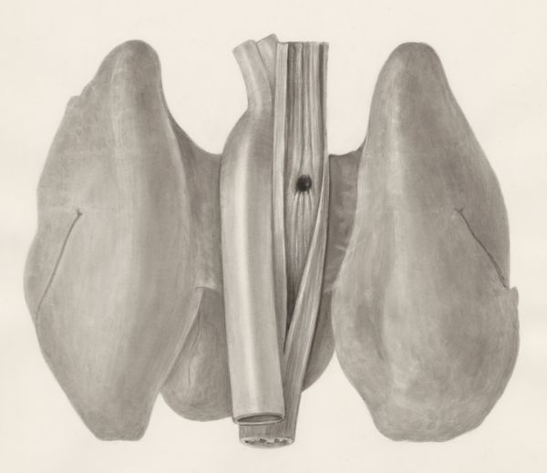 H.G Wetselaar, Lungs and part of the circulatory system