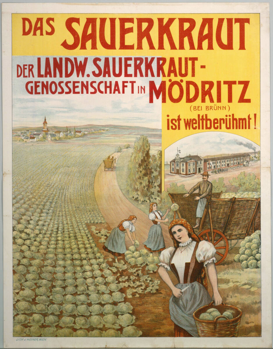 Anonym, DAS SAUERKRAUT DER LANDW. SAUERKRAUT-GENOSSENSCHAFT IN MÖDRITZ