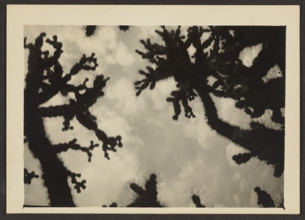 Louis Fleckenstein, [Joshua Trees]