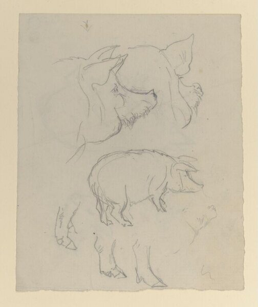 Potter, Beatrix, drawing