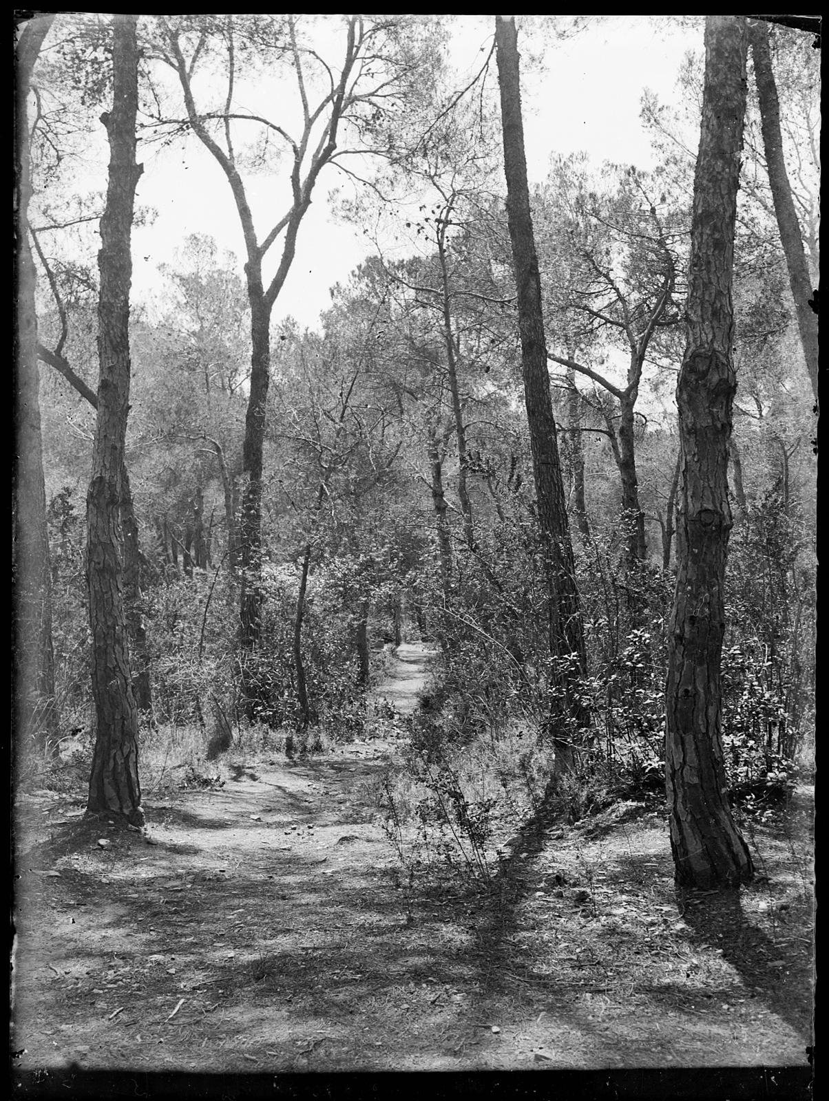 Desconegut, [Forest]