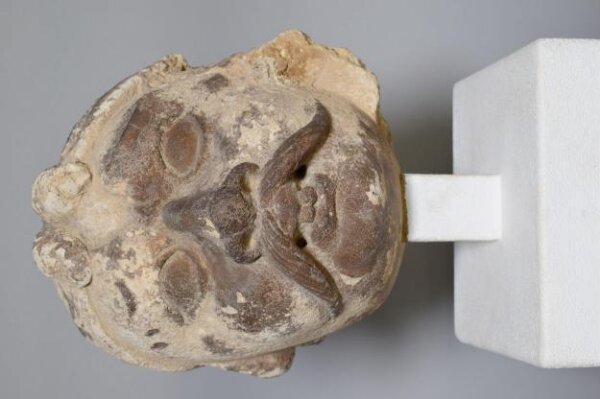 Unknown, Head