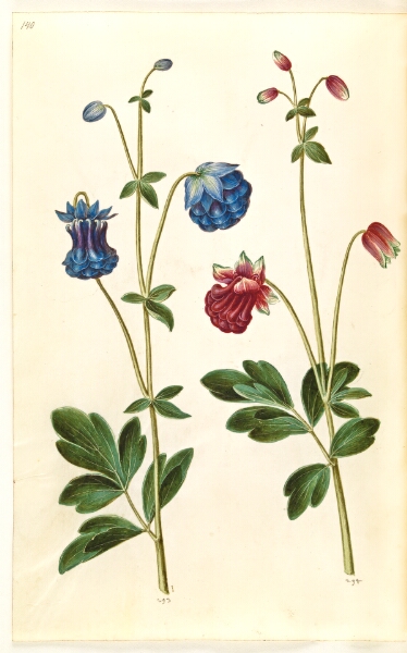 Hans Simon Holtzbecker, Aquilegia vulgaris (almindelig akeleje)