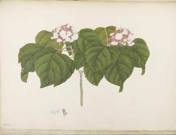 unknown, Flowers and Fruits