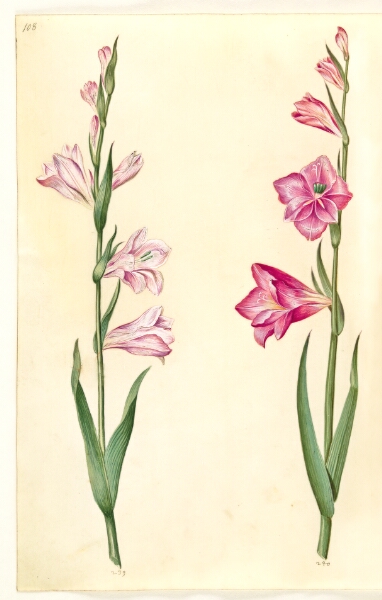 Hans Simon Holtzbecker, Gladiolus communis (almindelig gladiolus)