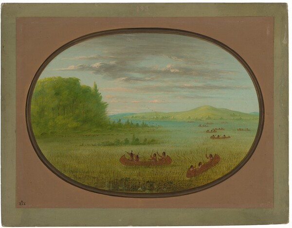 George Catlin, Gathering Wild Rice - Winnebago