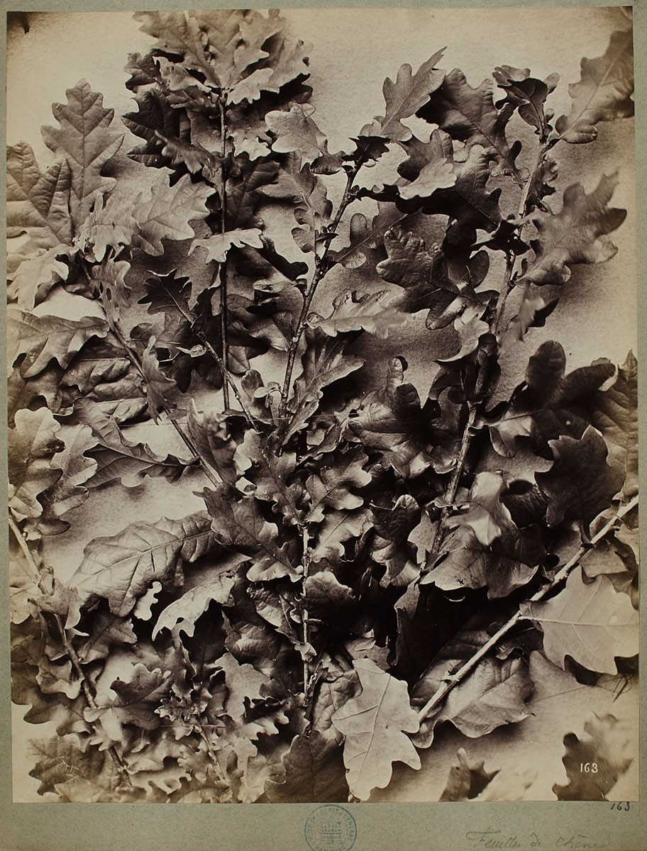 Constant Alexandre Famin, 163. Feuilles de Chêne