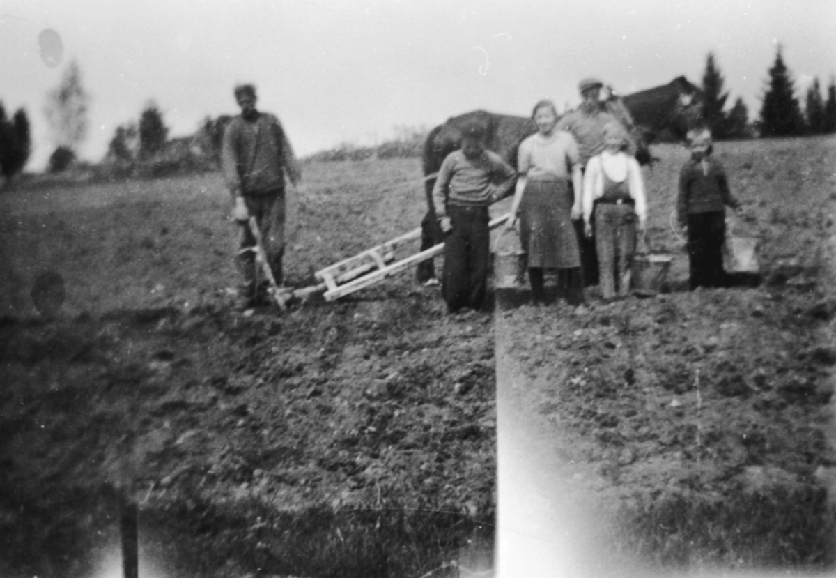 Anno Domkirkeodden, POTETSETTING, SØSTUEN, ÅSBYGDA, GRUPPE: 6, JOHAN THINGSTAD, ENOK, PETRA, PETTER, ERLING LØVBAKKE,