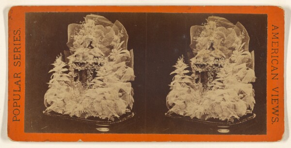 Edward and Henry T. Anthony & Co., Beautiful Study in Skeleton Leaves.