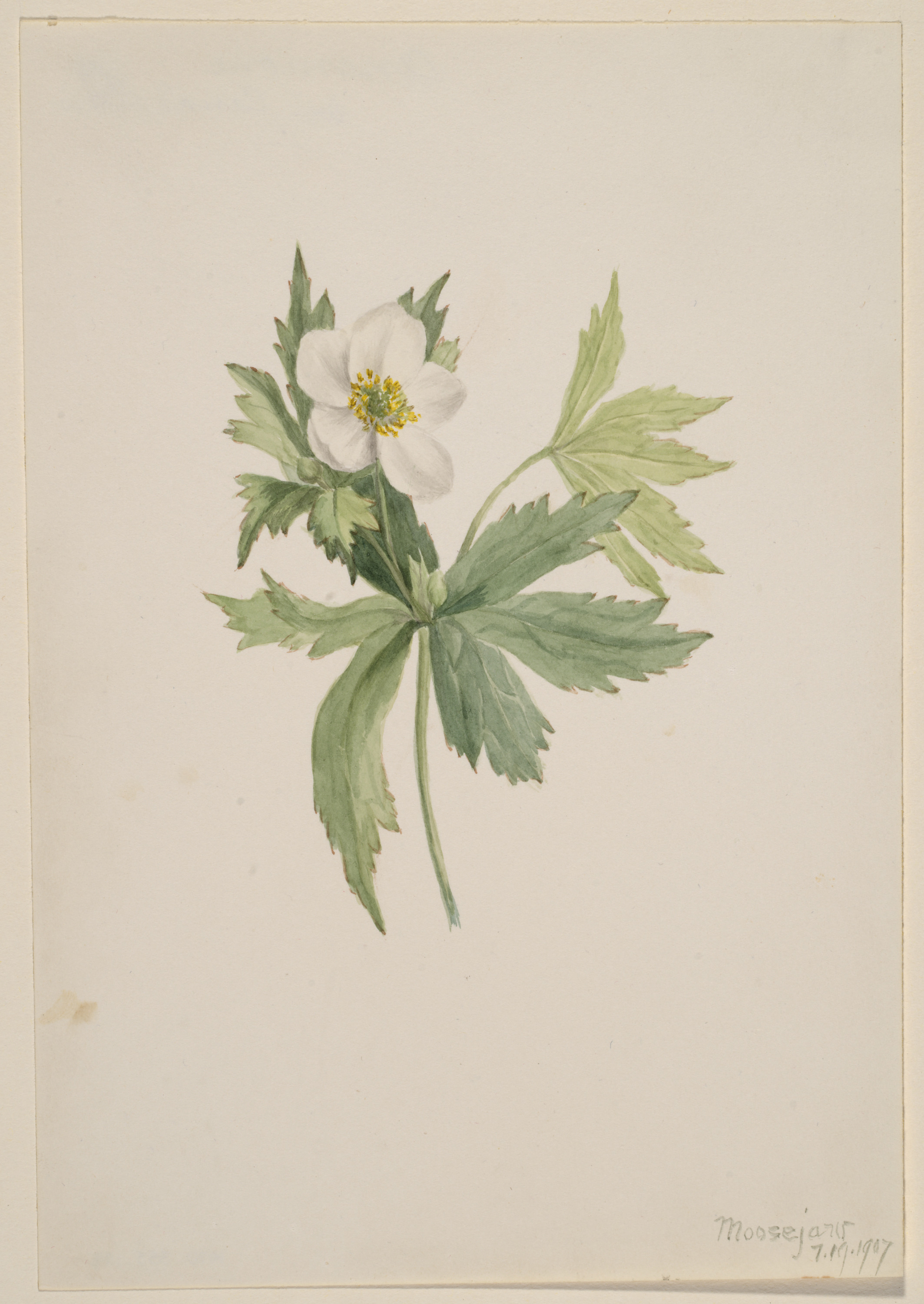 Mary Vaux Walcott, Anemone canadensis