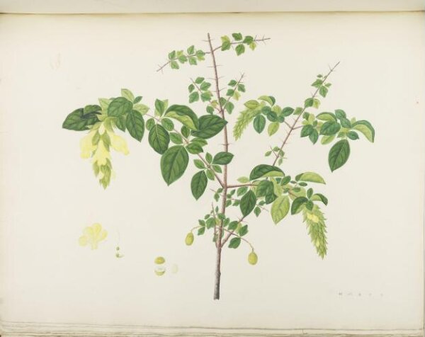 unknown, Flowers and Fruits