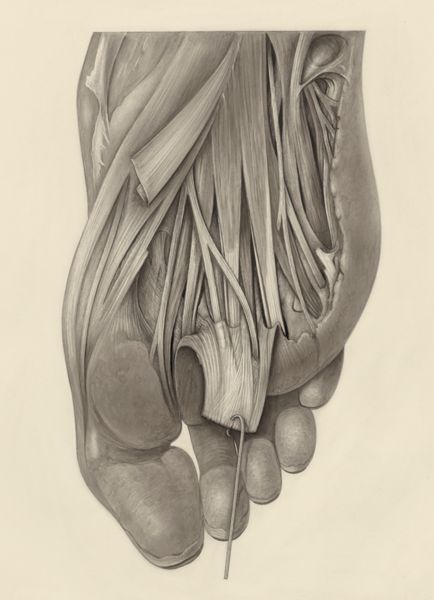 H.G Wetselaar, Muscular tissue of the foot