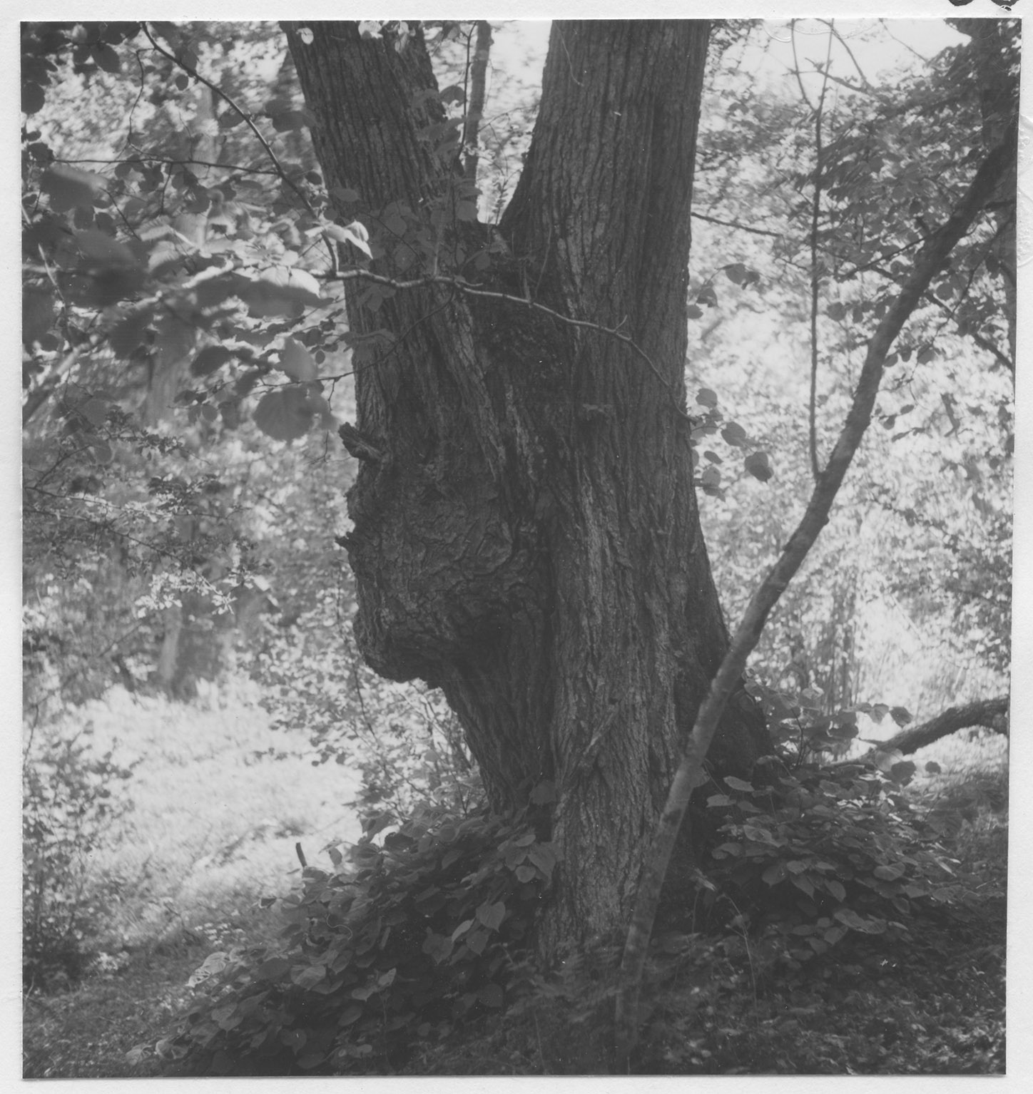 Mårten Sjöbeck, Måstena