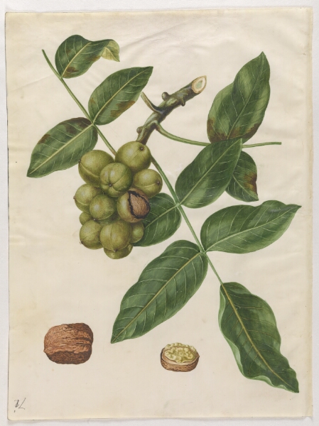 Hans Simon Holtzbecker, Juglans regia (almindelig valnød)