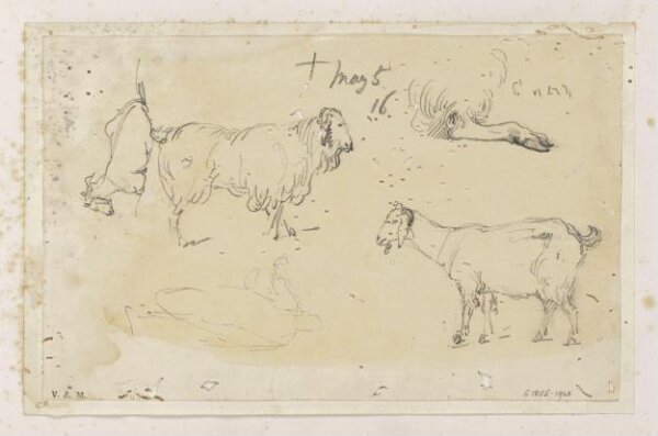 George Chinnery, Indian livestock