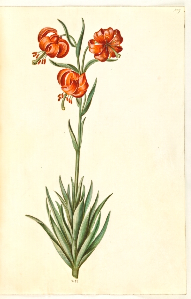 Hans Simon Holtzbecker, Lilium pomponium (pompon-lilje)