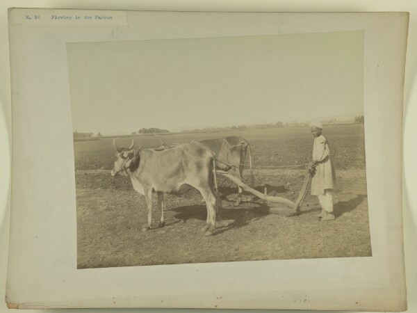Unknown, [A man plowing in Faiyum]