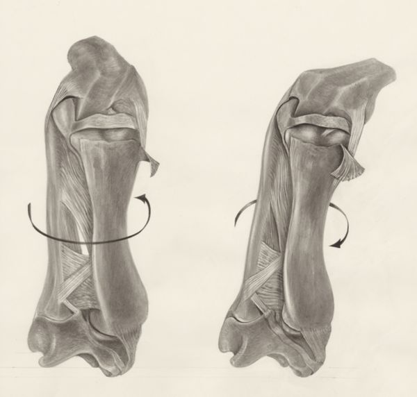 H.G Wetselaar, Muscular tissue of a lizards leg