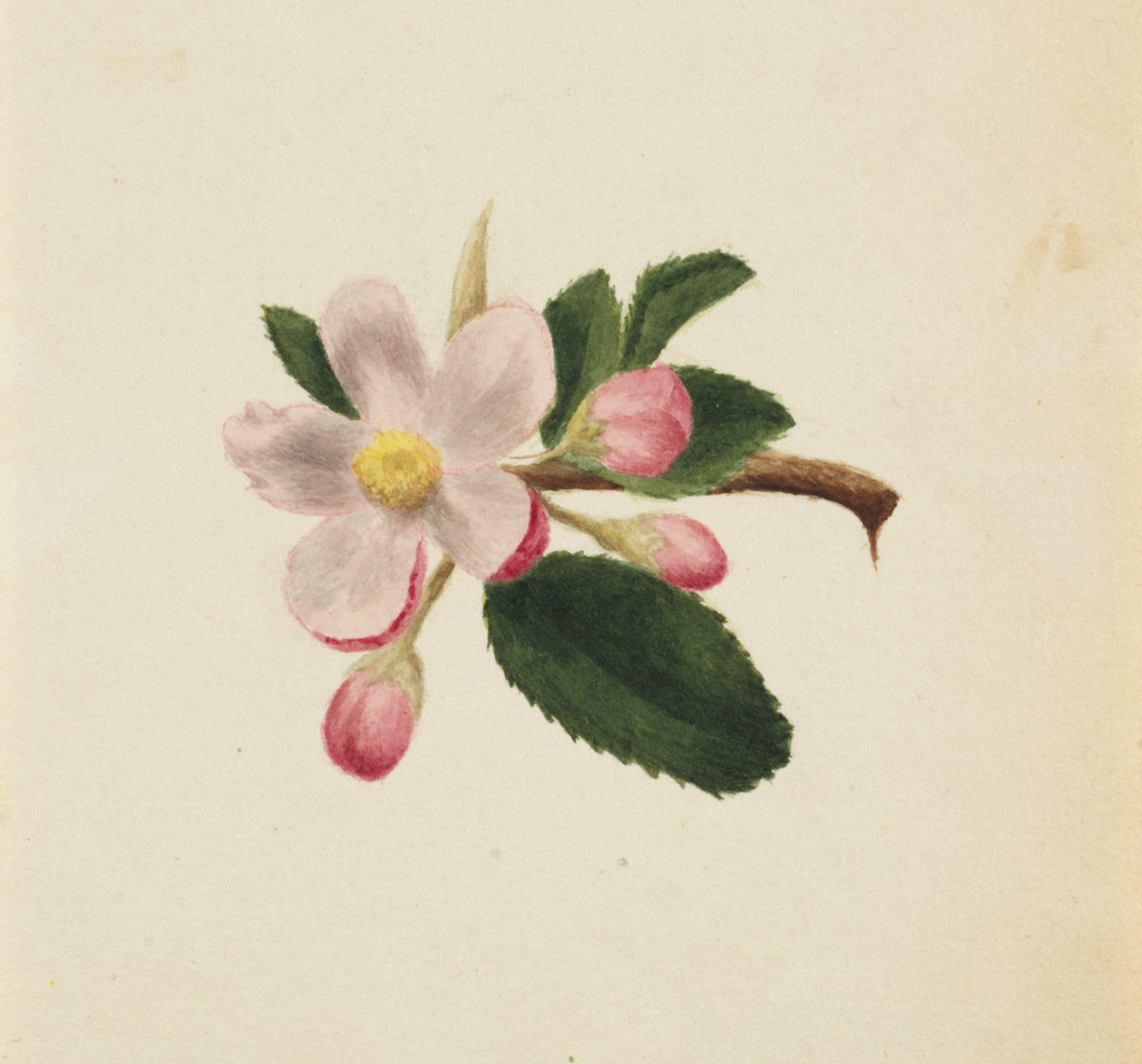 Mary Vaux Walcott, (Untitled--Flower Study)