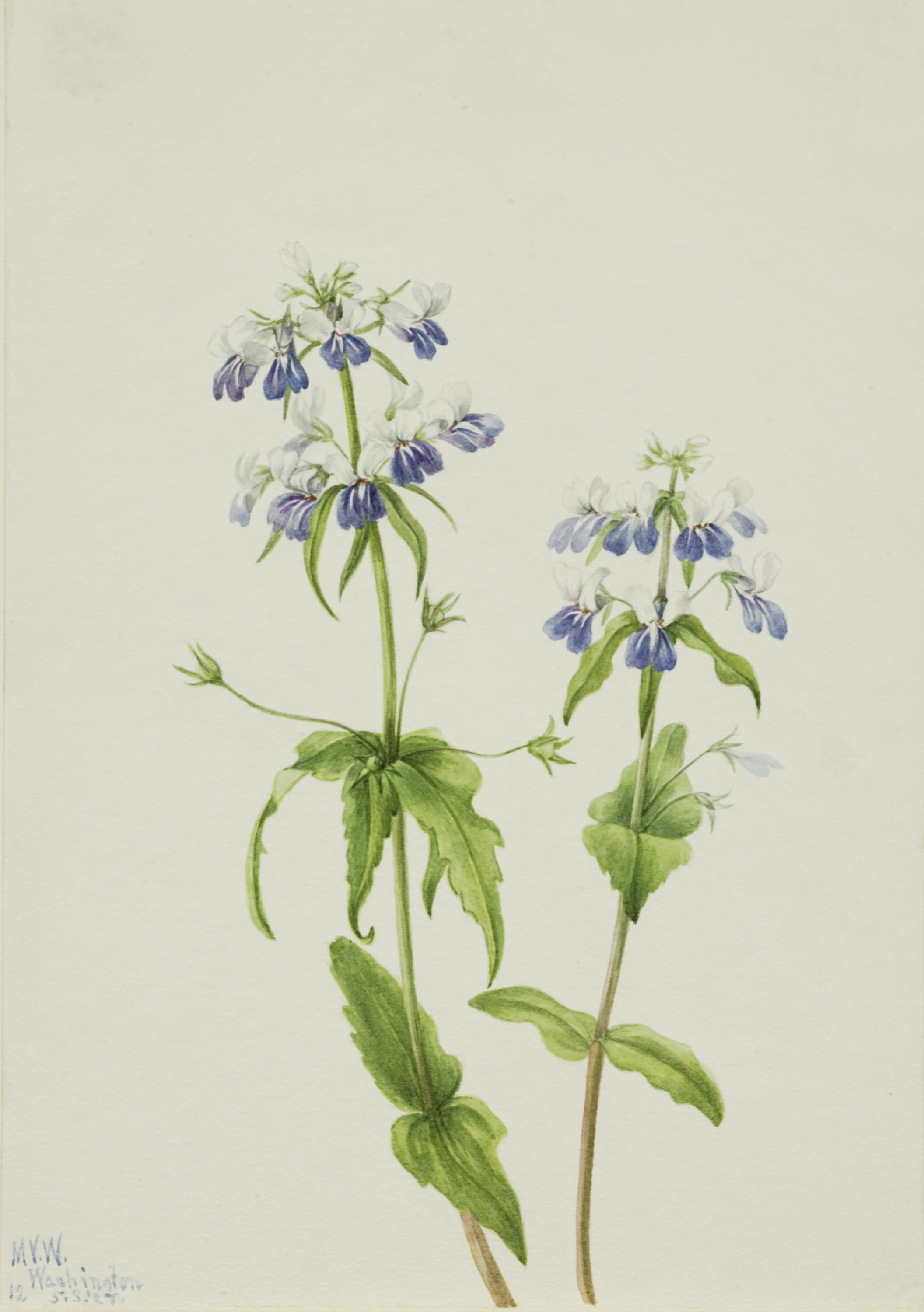 Mary Vaux Walcott, Blue-Eyed Mary (Collinsia verna)