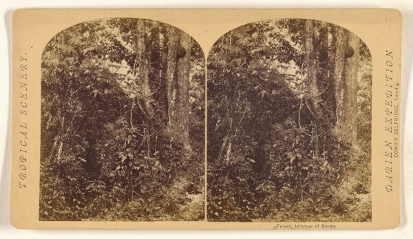 Timothy H. O'Sullivan, Forest, Isthmus of Darien.