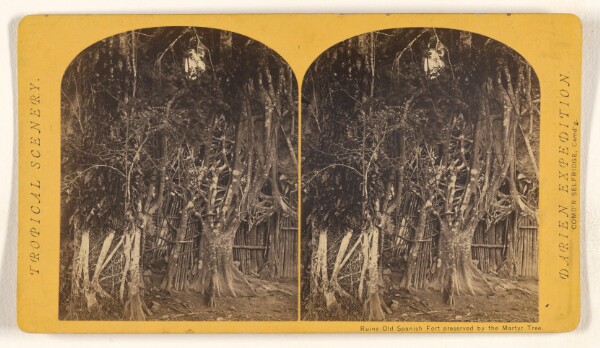 Timothy H. O'Sullivan, Ruins Old Spanish Fort preserved by the Martyr Tree.