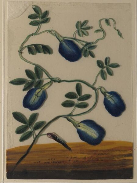 Unknown, One of eighteen drawings of flowers.