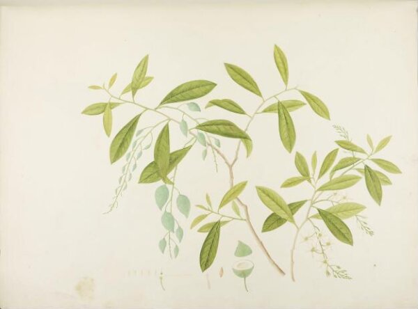 unknown, Flowers and Fruits