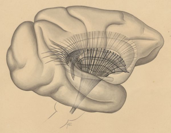 J Tinkelenberg, Part of the central nervous system