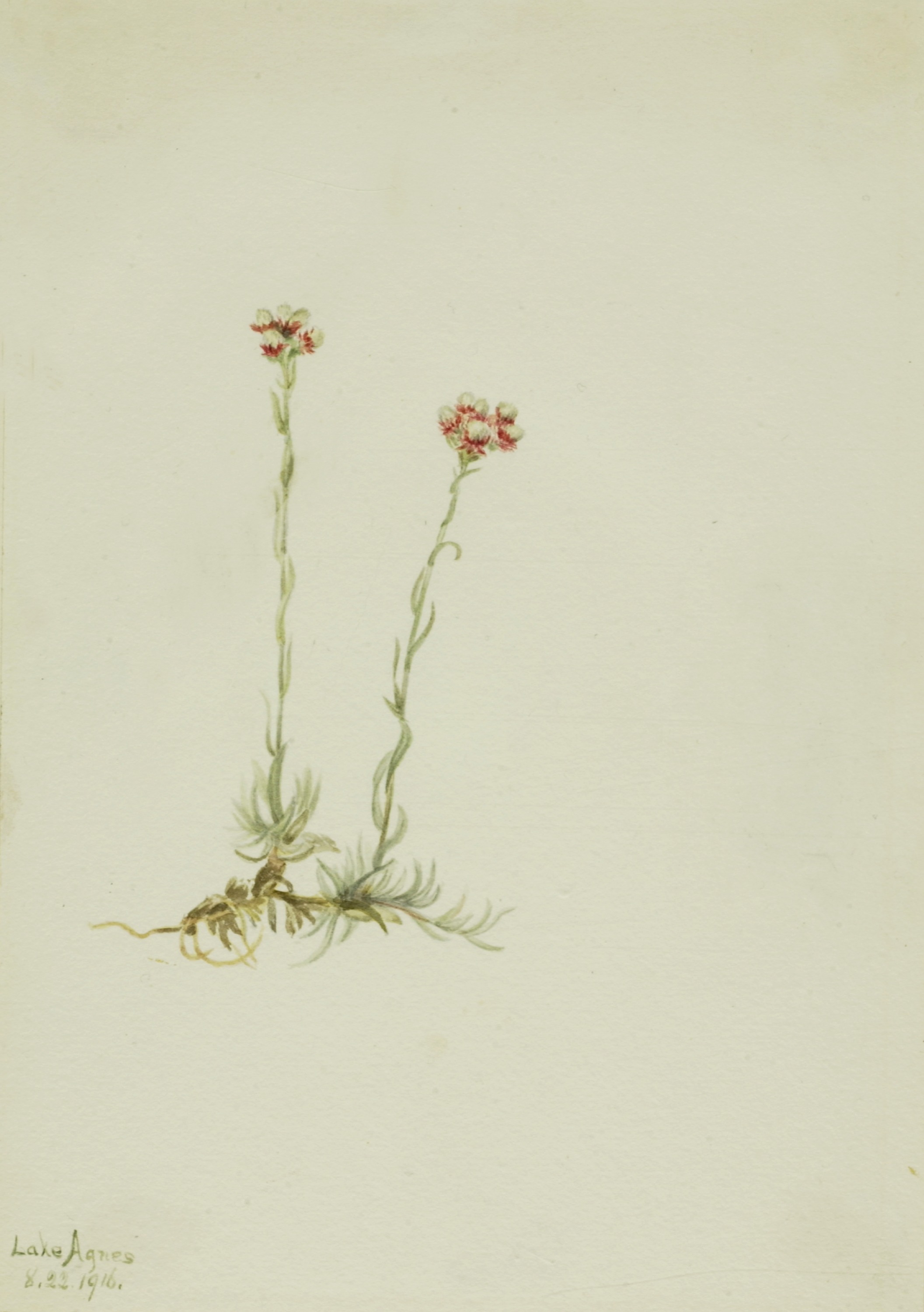 Mary Vaux Walcott, Pink Pussytoes (Antennaria rosea)