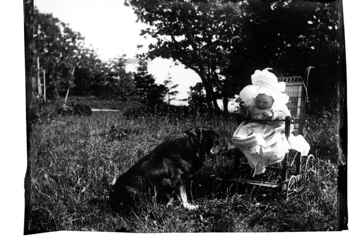 Rolf Sr. Sundt, Baby i vogn og hund på Farøy ved Farsund. Fotografert rundt 1904.