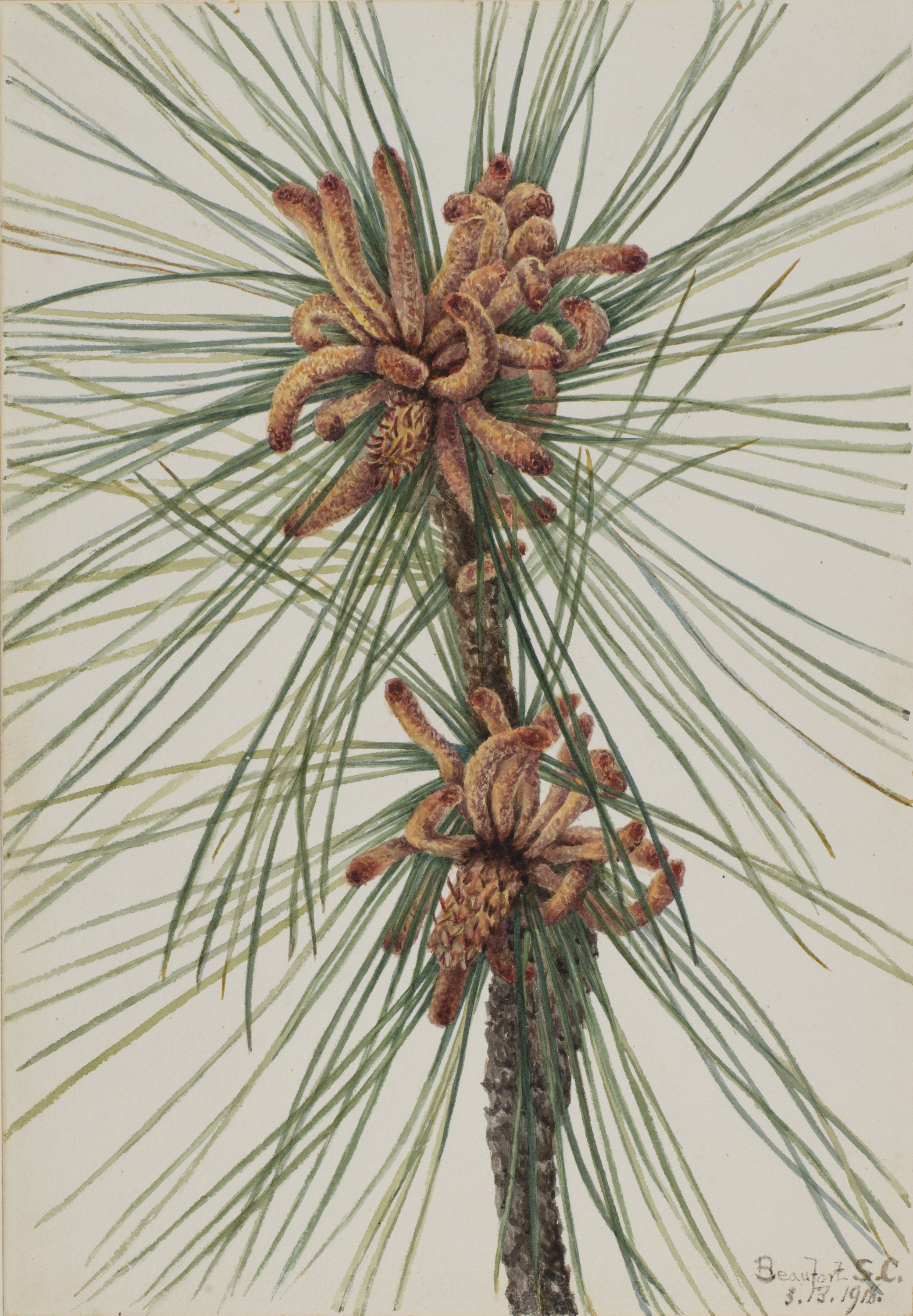 Mary Vaux Walcott, Loblolly Pine (Pinus taeda)