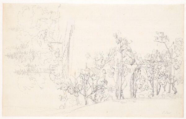 Jens Juel, Studie af vinstokke