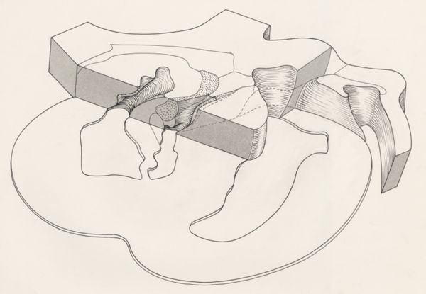 J Tinkelenberg, Embryonic heart