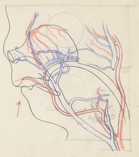 J Tinkelenberg, Sketch of the vascular system of the head of an embryo