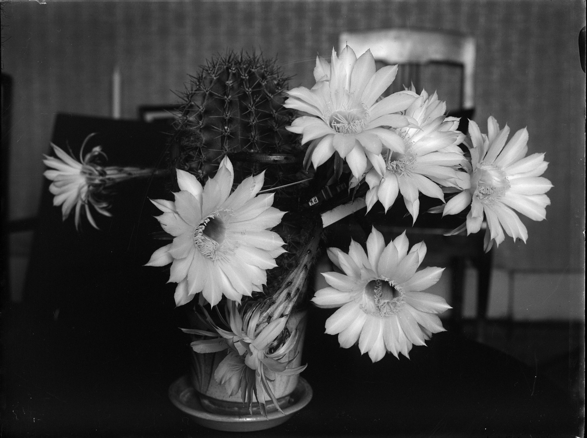 Paul Sandberg, Blommande "gubbkaktus", sannolikt Uppsala, 1939