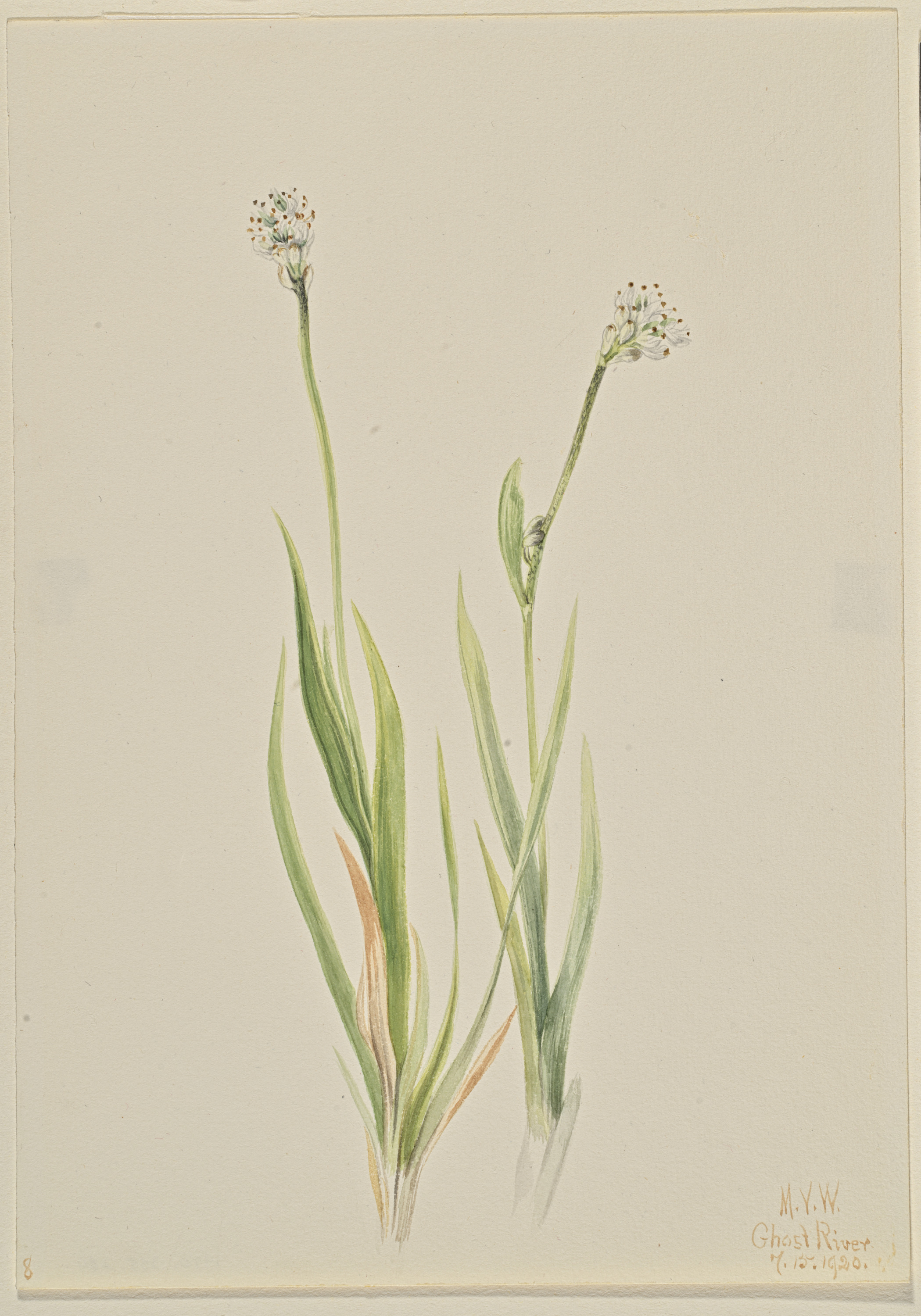 Mary Vaux Walcott, Bog-Asphodel (Tofieldia intermedia)