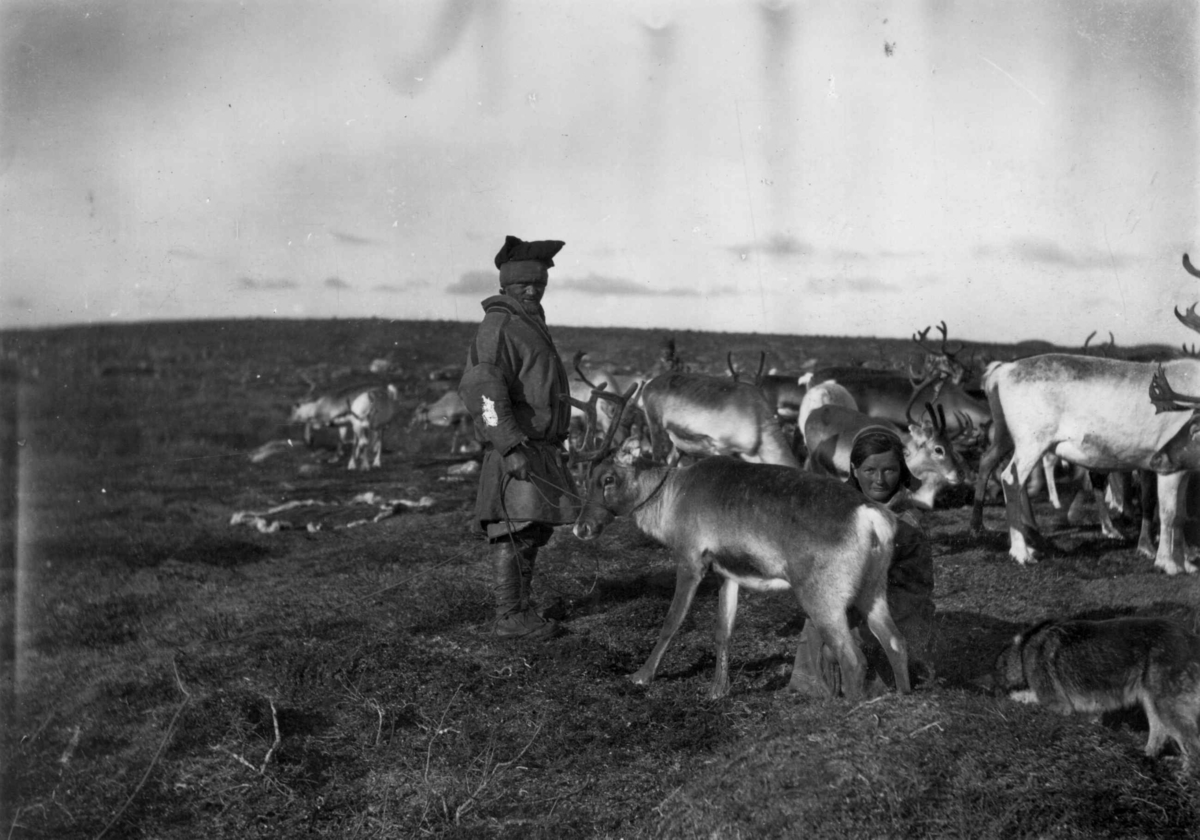 Konrad Nielsen, Melking av reinsdyr.